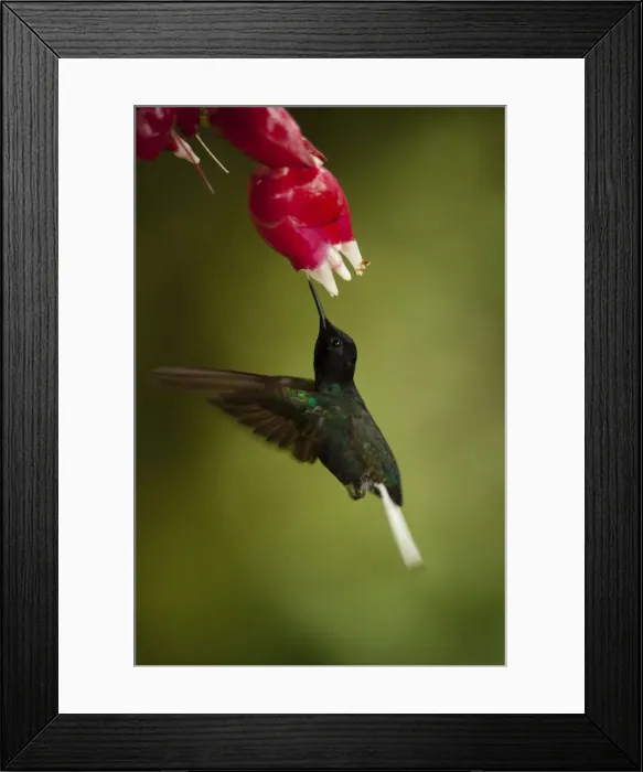 Framed Print : DDE-90038641 Framed Print : DDE-90038641