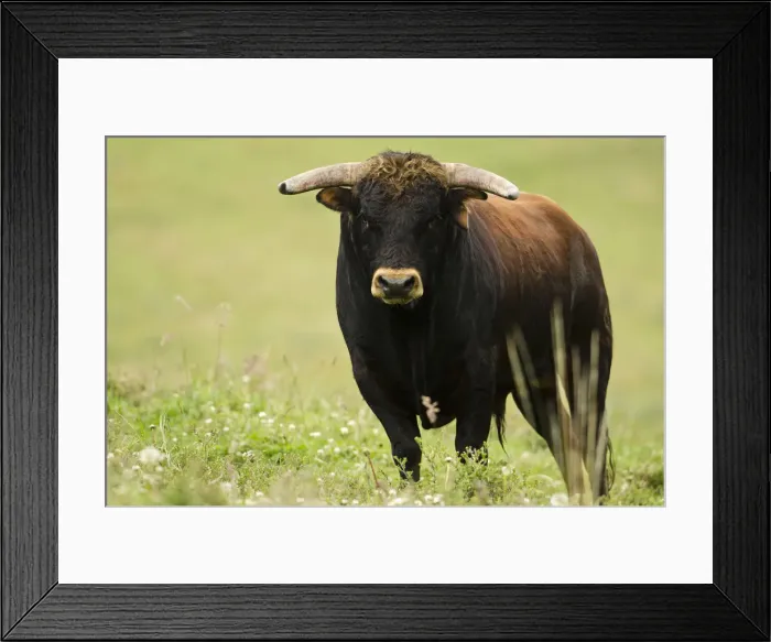 Framed Print : DDE-90038644