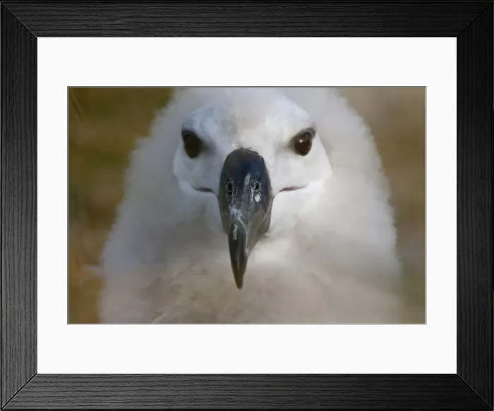 Framed Print : DDE-90038646 Framed Print : DDE-90038646