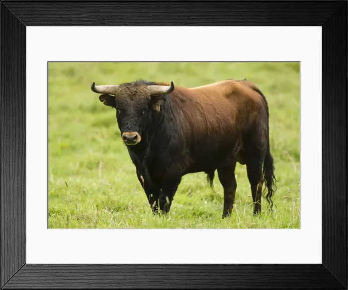 Framed Print : DDE-90038643 Framed Print : DDE-90038643