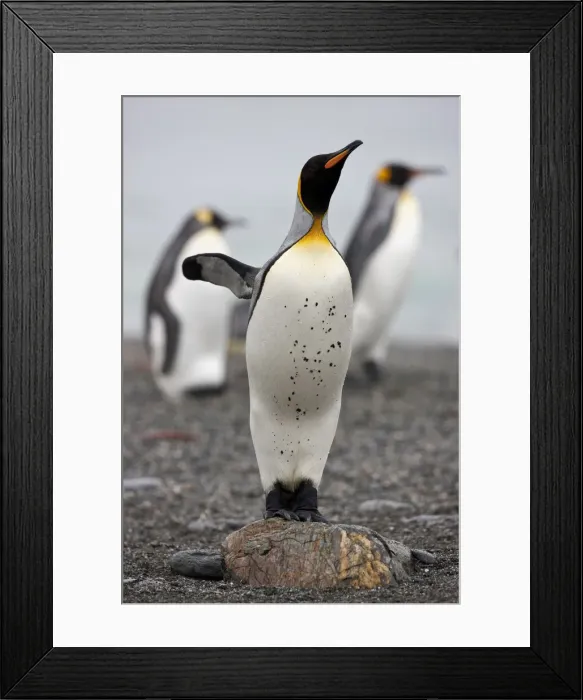 Framed Print : DDE-90038648 Framed Print : DDE-90038648