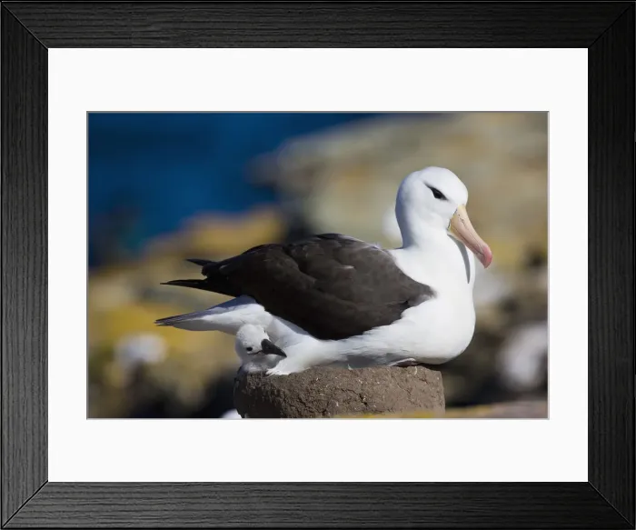 Framed Print : DDE-90038647 Framed Print : DDE-90038647