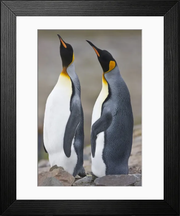 Framed Print : DDE-90038649 Framed Print : DDE-90038649