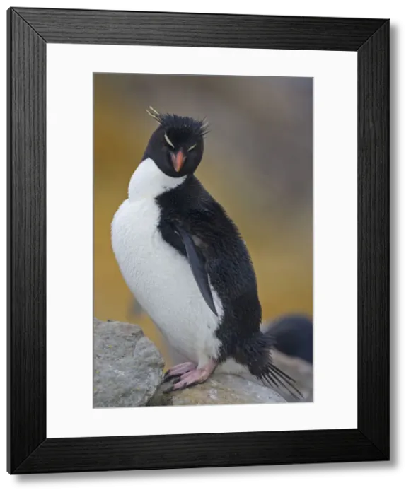 Framed Print : DDE-90038650 Framed Print : DDE-90038650