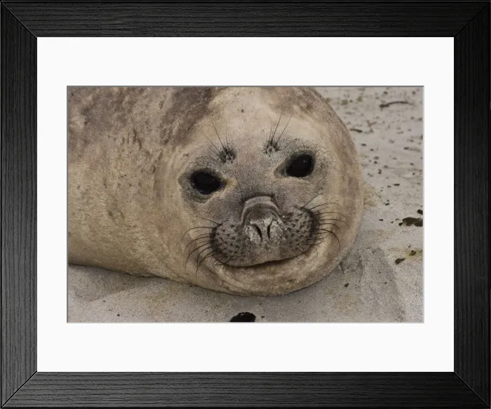 Framed Print : DDE-90038652 Framed Print : DDE-90038652
