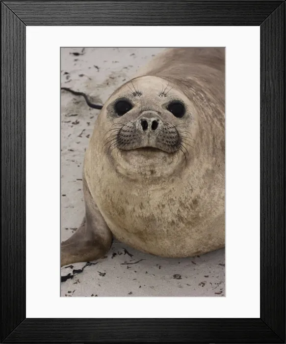 Framed Print : DDE-90038653 Framed Print : DDE-90038653