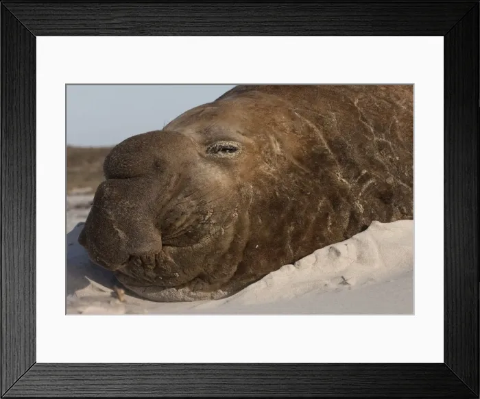 Framed Print : DDE-90038654 Framed Print : DDE-90038654