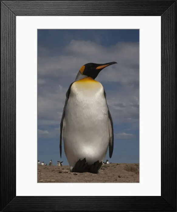 Framed Print : DDE-90038656 Framed Print : DDE-90038656