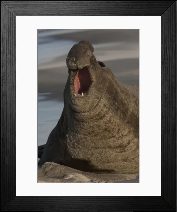 Framed Print : DDE-90038655 Framed Print : DDE-90038655