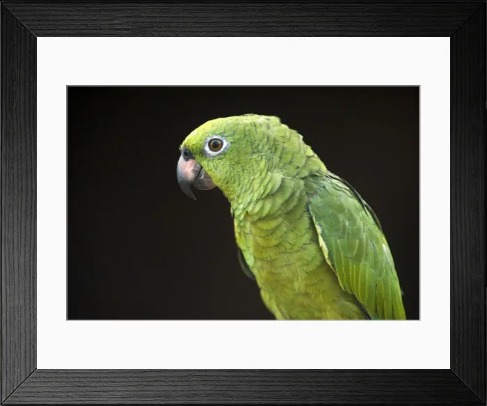 Framed Print : DDE-90038660 Framed Print : DDE-90038660
