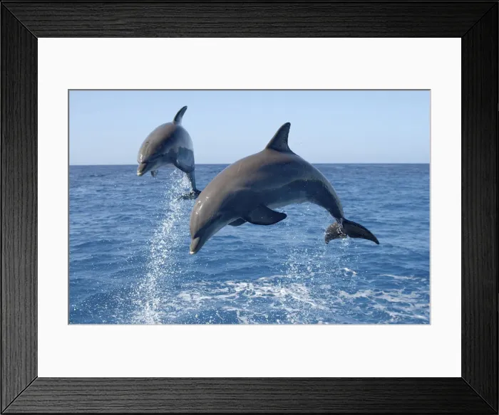 Framed Print : DDE-90038665 Framed Print : DDE-90038665