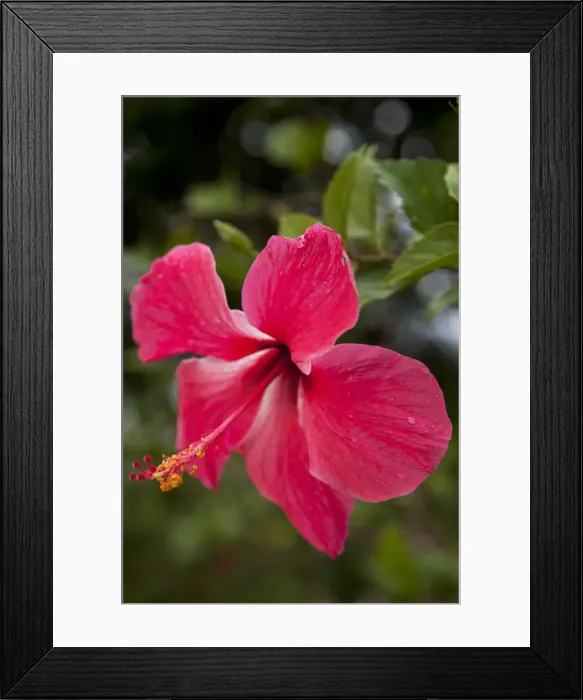 Framed Print : DDE-90038666 Framed Print : DDE-90038666