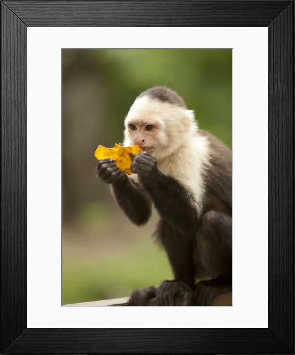 Framed Print : DDE-90038667 Framed Print : DDE-90038667