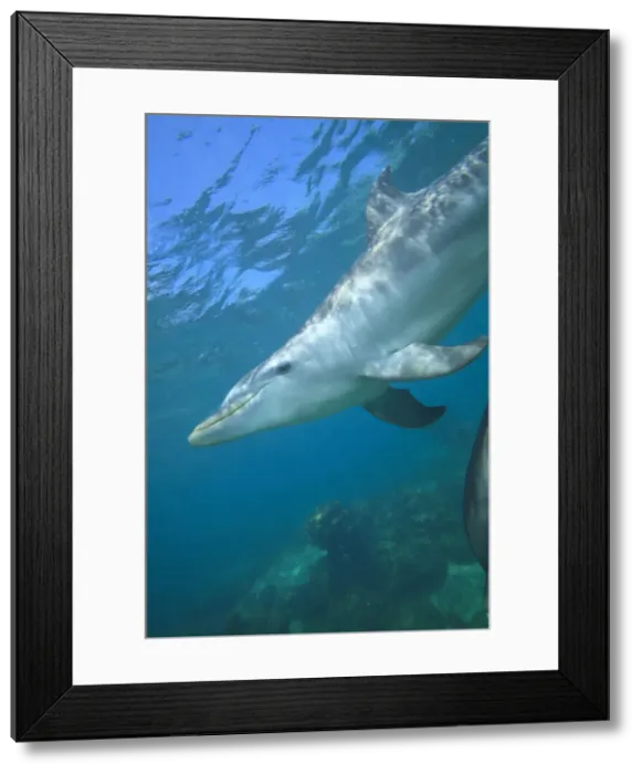 Framed Print : DDE-90038669 Framed Print : DDE-90038669