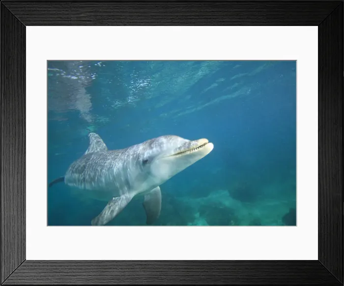 Framed Print : DDE-90038670 Framed Print : DDE-90038670