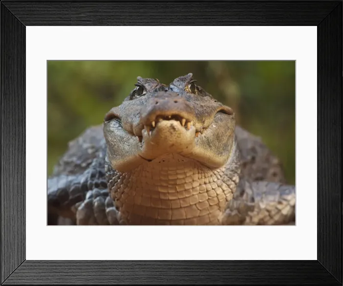Framed Print : DDE-90038664 Framed Print : DDE-90038664