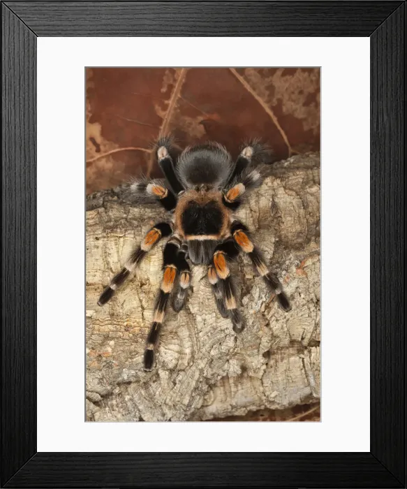 Framed Print : DDE-90038674
