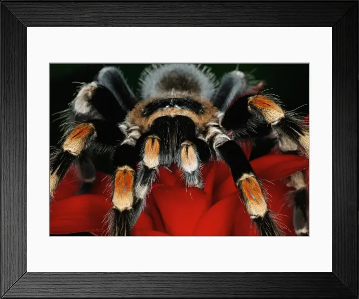 Framed Print : DDE-90038675