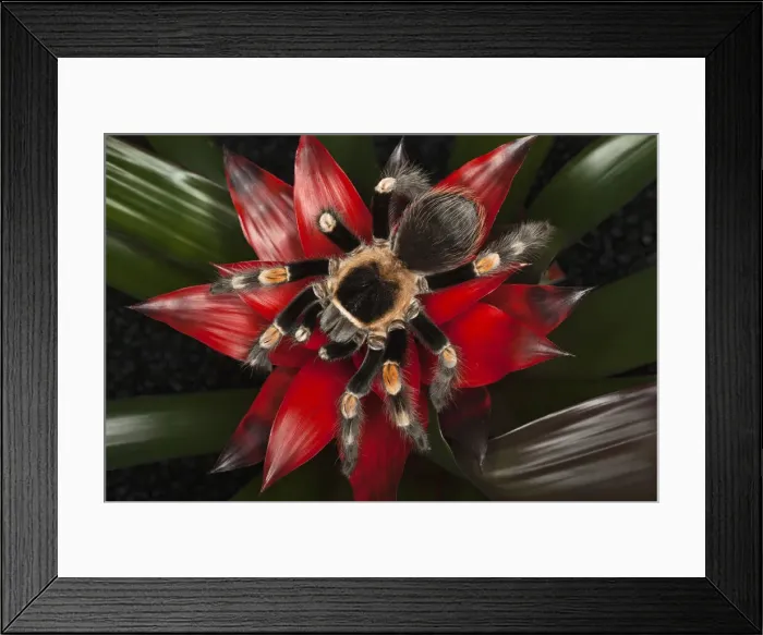 Framed Print : DDE-90038676 Framed Print : DDE-90038676