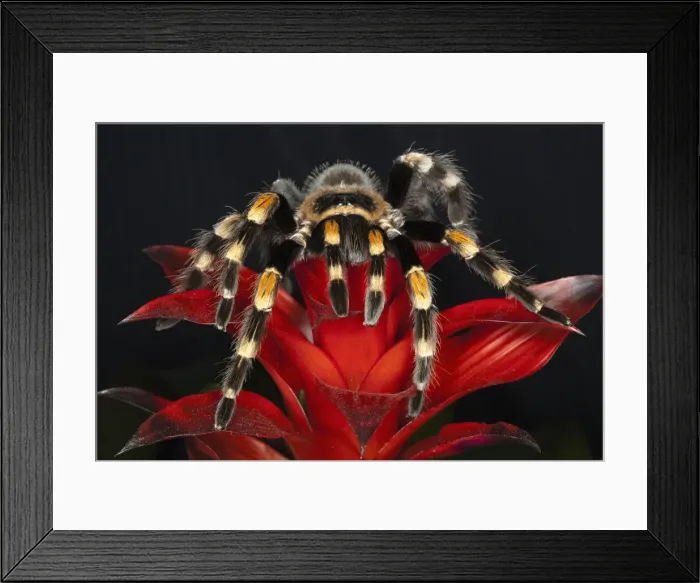 Framed Print : DDE-90038673