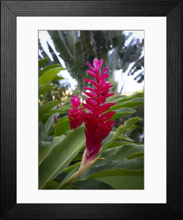 Framed Print : DDE-90038677 Framed Print : DDE-90038677