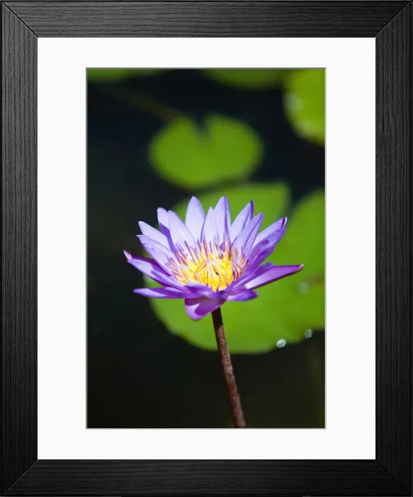 Framed Print : DDE-90038678 Framed Print : DDE-90038678