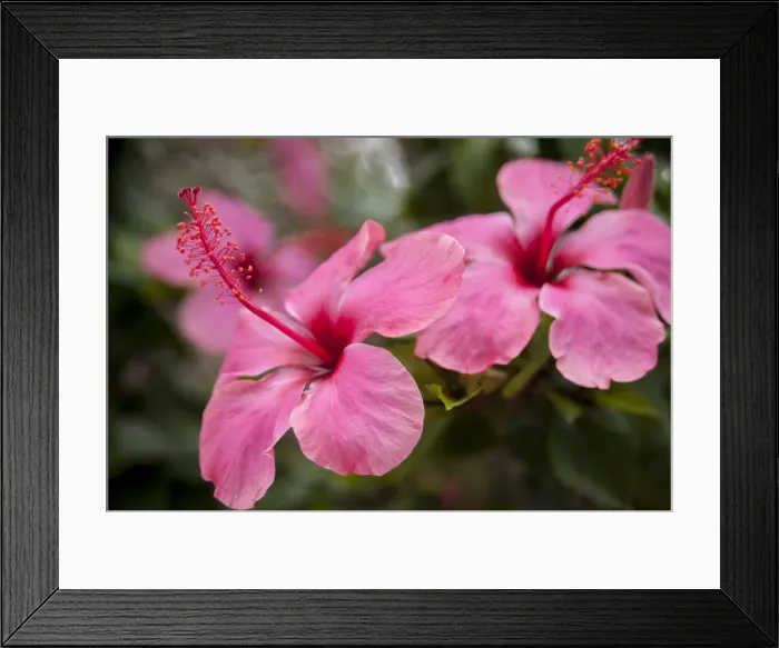 Framed Print : DDE-90038679 Framed Print : DDE-90038679
