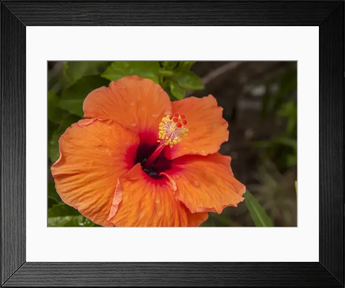 Framed Print : DDE-90038680 Framed Print : DDE-90038680