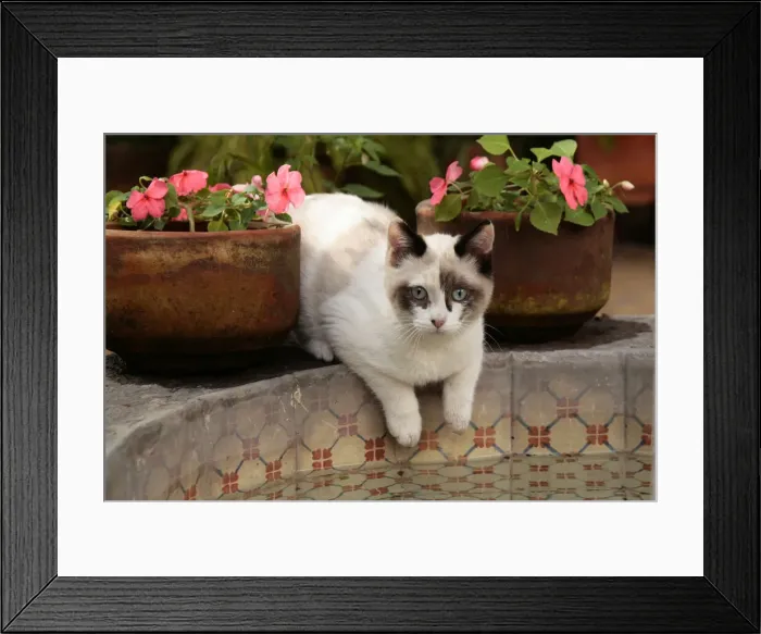 Framed Print : DDE-90038684 Framed Print : DDE-90038684
