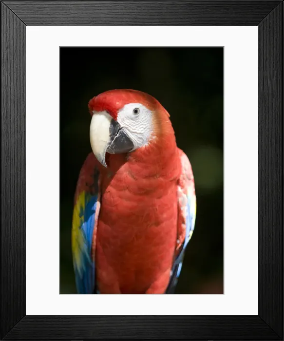 Framed Print : DDE-90038682 Framed Print : DDE-90038682