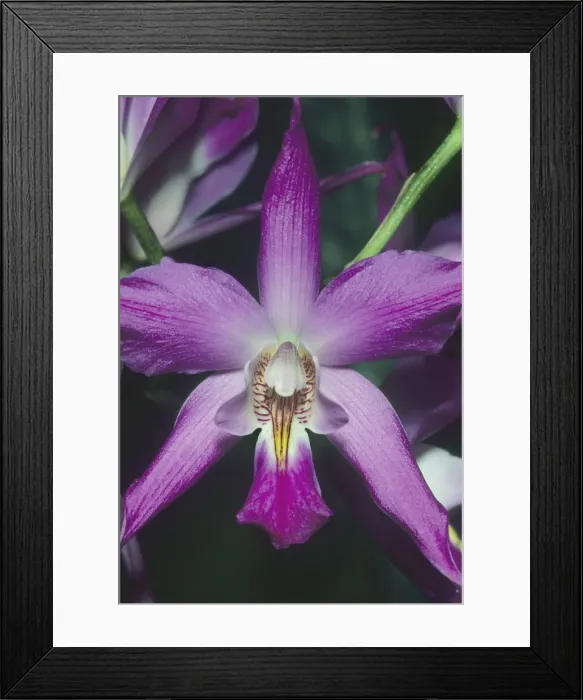 Framed Print : DDE-90038685 Framed Print : DDE-90038685