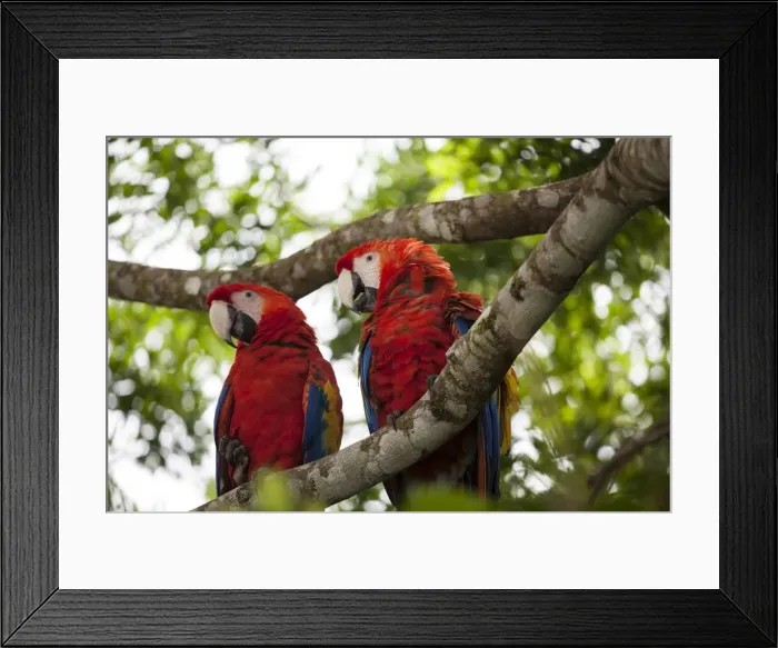 Framed Print : DDE-90038689