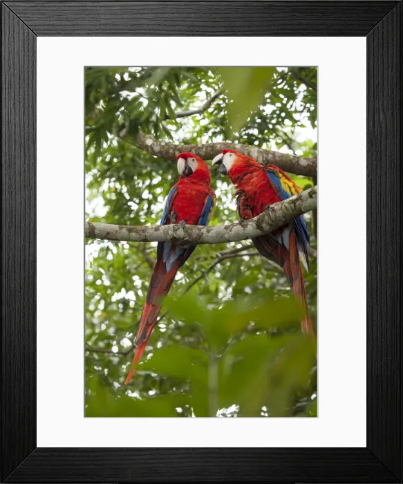 Framed Print : DDE-90038690