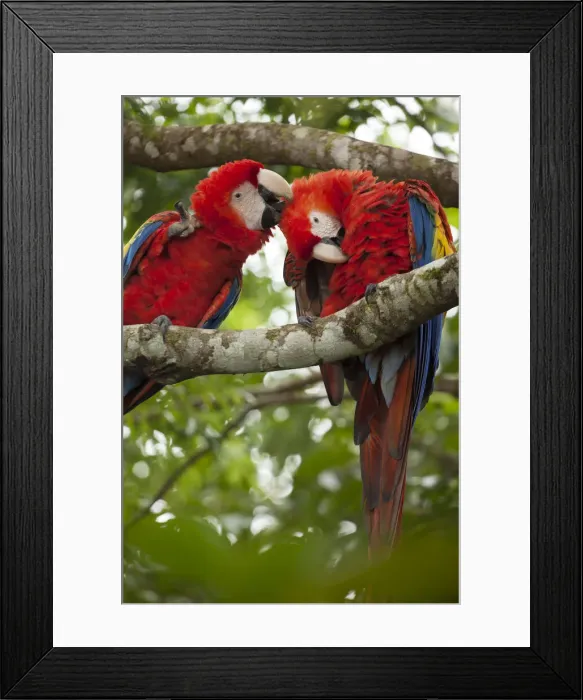 Framed Print : DDE-90038691 Framed Print : DDE-90038691