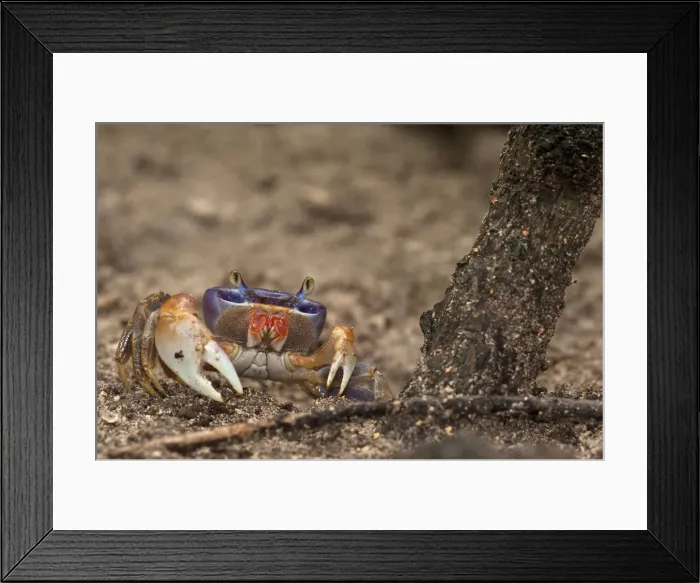 Framed Print : DDE-90038693