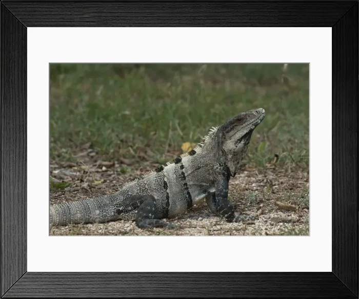 Framed Print : DDE-90038692