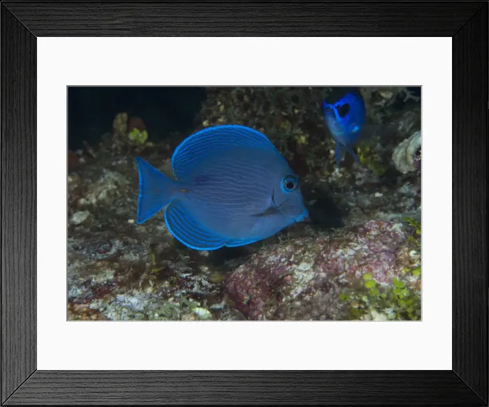 Framed Print : DDE-90038694 Framed Print : DDE-90038694
