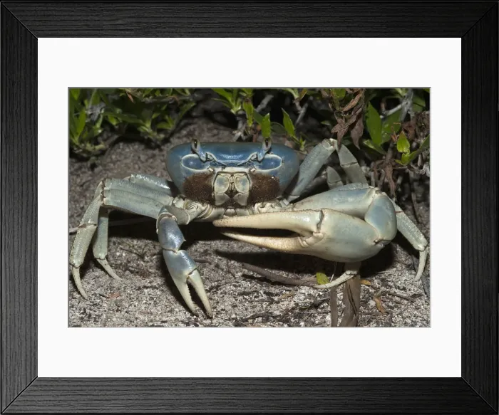 Framed Print : DDE-90038697 Framed Print : DDE-90038697