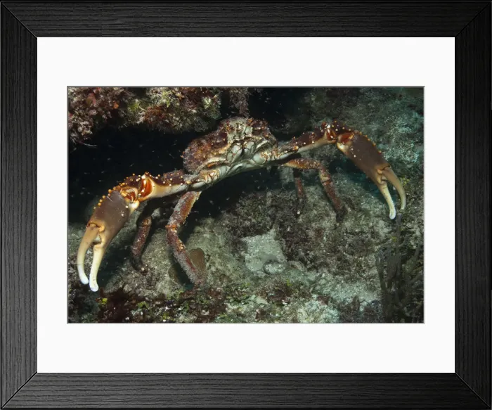 Framed Print : DDE-90038695 Framed Print : DDE-90038695
