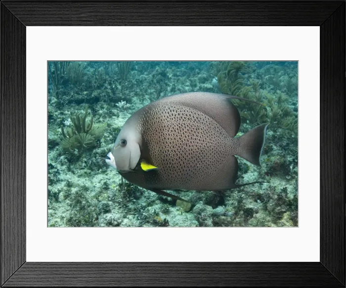 Framed Print : DDE-90038698 Framed Print : DDE-90038698
