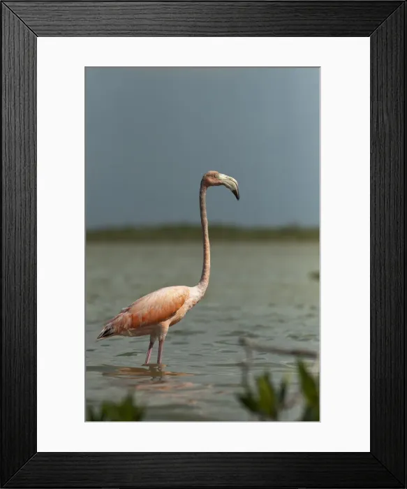 Framed Print : DDE-90038699 Framed Print : DDE-90038699