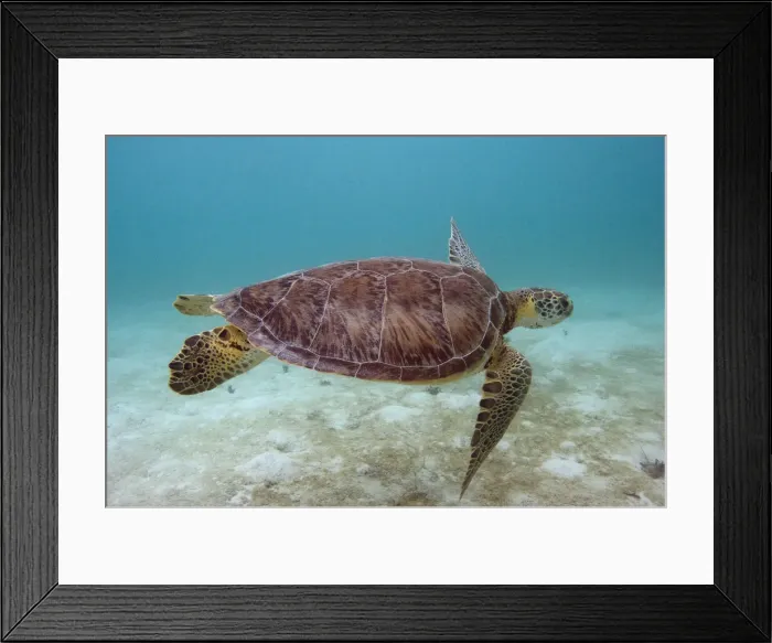 Framed Print : DDE-90038700