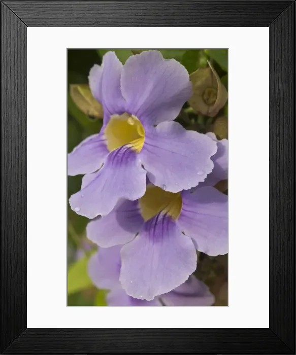 Framed Print : DDE-90038702 Framed Print : DDE-90038702