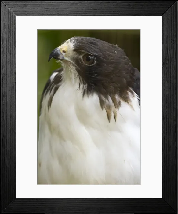 Framed Print : DDE-90038704