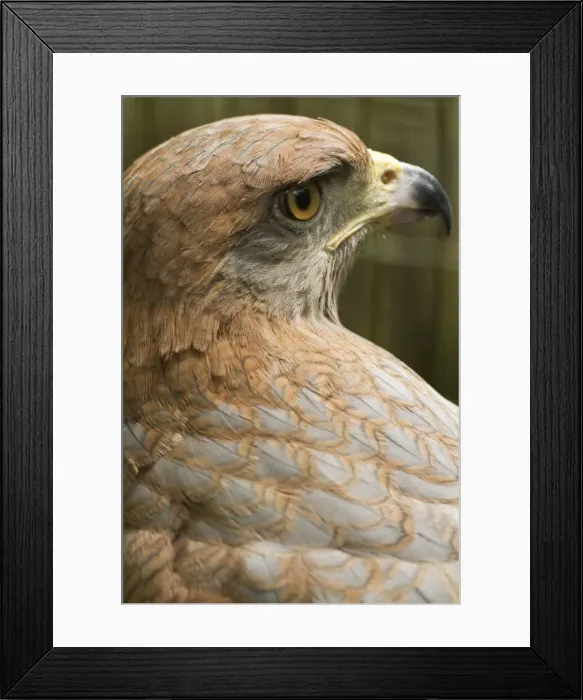 Framed Print : DDE-90038705 Framed Print : DDE-90038705