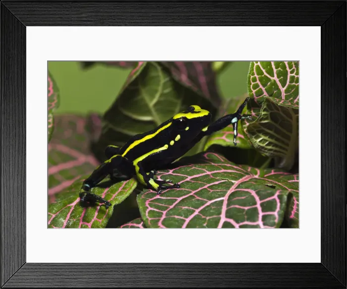 Framed Print : DDE-90038706 Framed Print : DDE-90038706