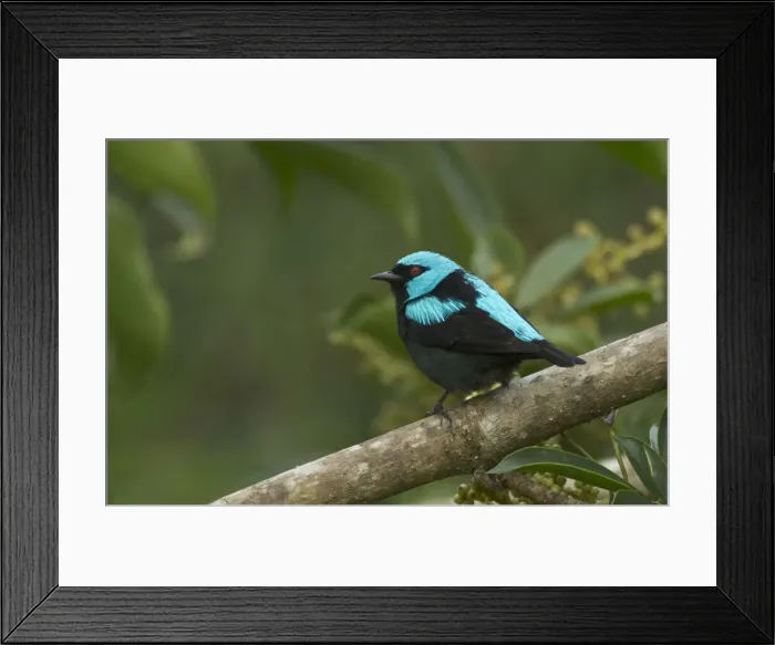 Framed Print : DDE-90038703 Framed Print : DDE-90038703