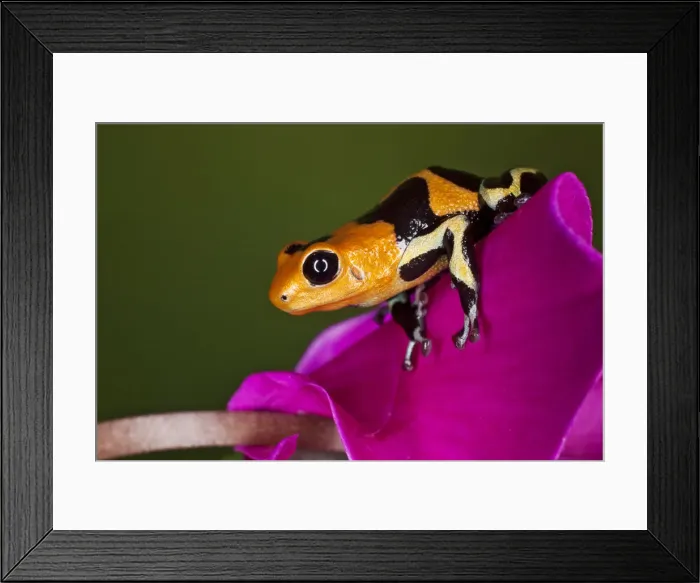 Framed Print : DDE-90038707 Framed Print : DDE-90038707