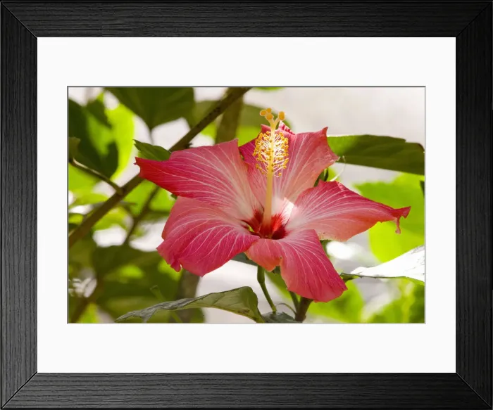 Framed Print : DDE-90038708 Framed Print : DDE-90038708