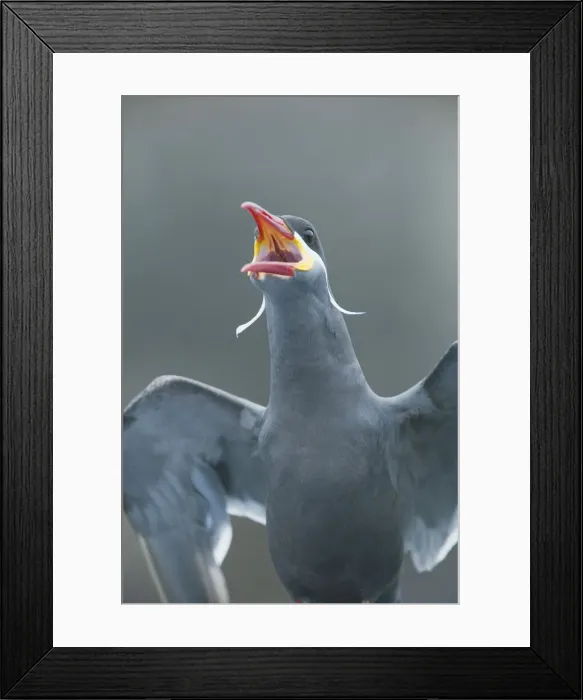 Framed Print : DDE-90038711 Framed Print : DDE-90038711